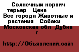 Солнечный норвич терьер › Цена ­ 35 000 - Все города Животные и растения » Собаки   . Московская обл.,Дубна г.